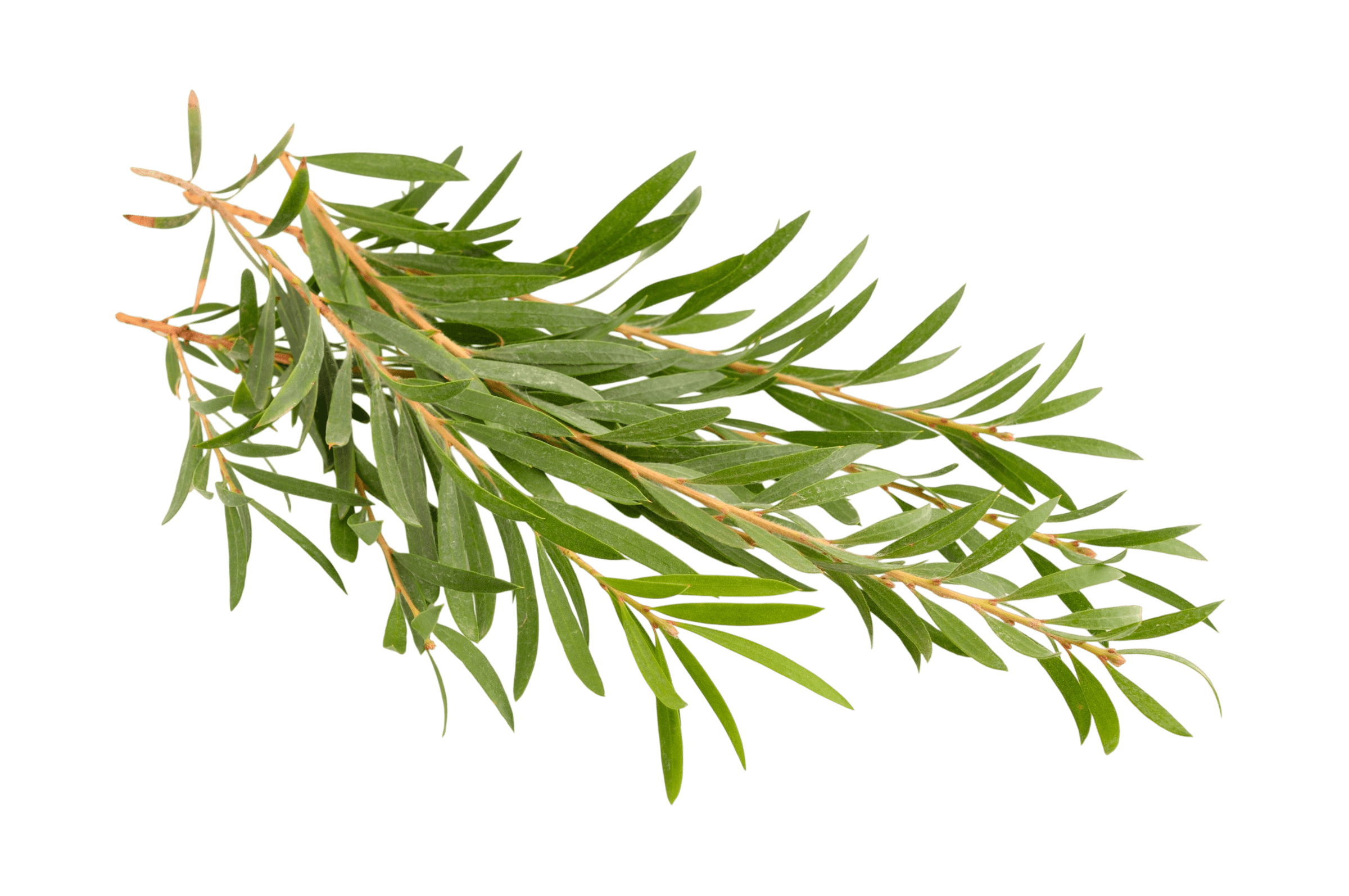 A vibrant green eucalyptus branch with long, slender leaves on a dark black background.