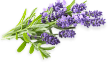 A sprig of fresh lavender with vibrant purple flowers and green leaves is set against a black background, conveying a calm and natural tone.