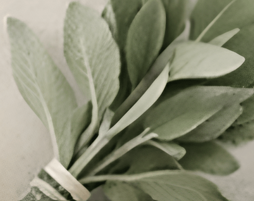 A close-up of fresh sage leaves tied with twine.