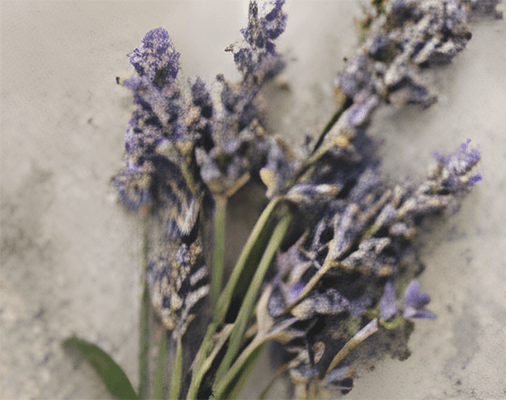 A cluster of dried lavender stems with muted purple hues rests against a textured, light gray background, conveying a rustic and tranquil mood.